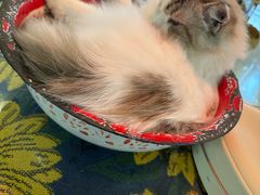 -平行世界·猫咖(首经贸店)