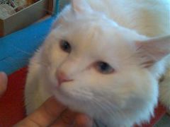 -Babycat私家御饼屋(龙头路一店)