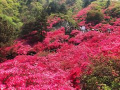 -木兰云雾山