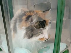 -北京观赏动物医院·24小时大型综合·猫专科·异宠专科