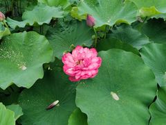 -泗洪洪泽湖湿地景区