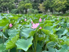 -荷塘月色湿地公园·向阳花洲