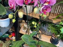 -FEI FEI FLOWER鲜花店·气球派对·宝宝宴布置(虹口德必运动Loft店)