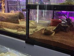 -花鸟鱼虫鲜花绿植市场(玉泉路店)