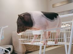 -怪兽屋·羊驼·猫咖·狗咖(俊华广场店)
