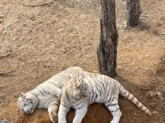 -石家庄市动物园