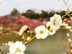 -蜀冈西峰生态公园