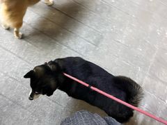 -是阿柴呀！柴犬咖啡·爱喵喵猫咖