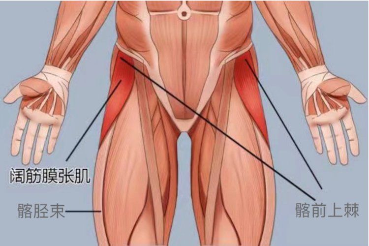 阔筋膜张肌位于大腿上部前外侧,起自髂前上棘,肌腹在阔筋膜两层之间