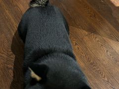 -comecome来吧宠物(奥克斯中心店)