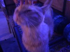 -考拉拉音乐酒吧