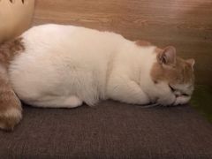 -滚猫咖啡·猫咖·猫友好撸猫(未来城店)