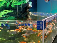 -沙沙哗啦海洋馆(华宇百花谷店)
