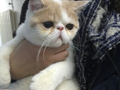 -中农大我爱我爱24h动物医院·中医针灸·猫专科·骨科医疗中心(双井店)