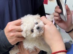 -格蕾宠物医院24H·猫科·肿瘤科·骨科中心(福州总院)