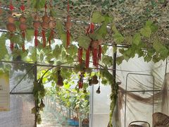 -马陆小张葡萄园农家乐