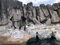 -上海野生动物园