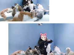 -喵的天空名猫咖啡馆·撸猫·猫舍·用品