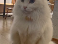 -有猫主题·治愈系猫咖(曾厝垵店)