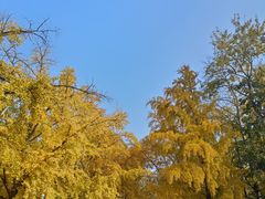 -三里屯东五街银杏大道