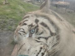 -横道河子东北虎林园