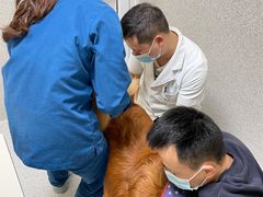 -谐和贝康宠物医院24小时·宠保定点(急重症转诊中心)