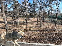 -秦皇岛野生动物园