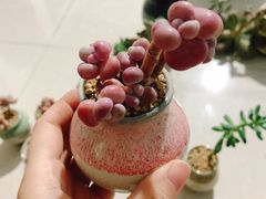 -中环花鸟鱼虫市场
