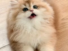 -lincat·猫舍(广州店)