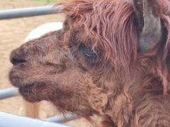-秦皇岛野生动物园