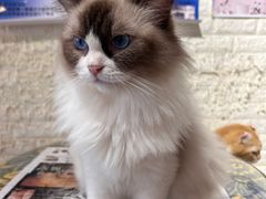 -平行世界·猫咖(首经贸店)