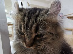 -李小姐の猫咖啡馆(五角场店)