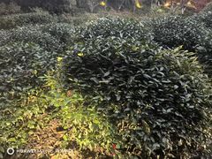 -十八棵（老龙井）御茶园(老龙井店)