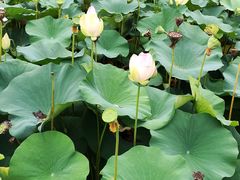 -莲花池公园