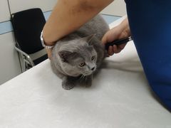 -中农国际动物医院24小时·猫科·骨科·急重症中心