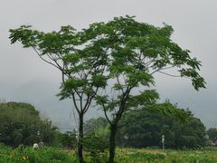 -四明湖