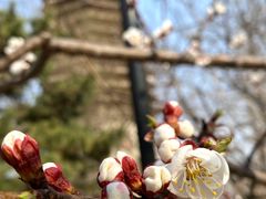 -玲珑塔公园