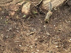 -五营红松林海景区