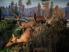 -陕西自然博物馆