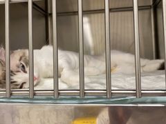 -艾吉宠物医院·疑难杂症转诊中心·猫友好(碧江路院)