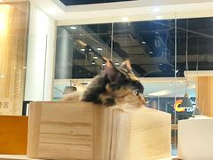 -藏猫猫咖啡主题馆(中央大道店)