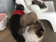 -泰国佛·塔罗·泰牌狐仙古曼