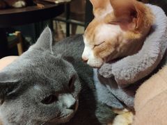 -猫色咖啡·猫咖