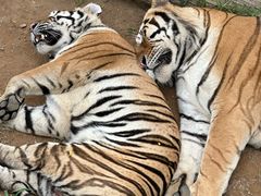 -大连森林动物园