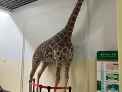 -国家自然博物馆