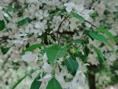 -长白岛森林公园