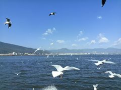 -海埂大坝