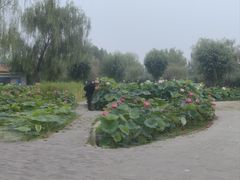 -白洋淀景区