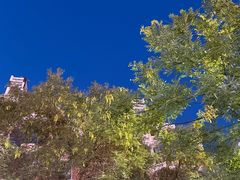 -红柳枝滩羊烧烤·非遗