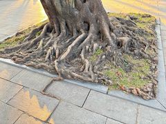 -荔湾湖公园
